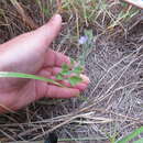 Image of San Bernardino vervain