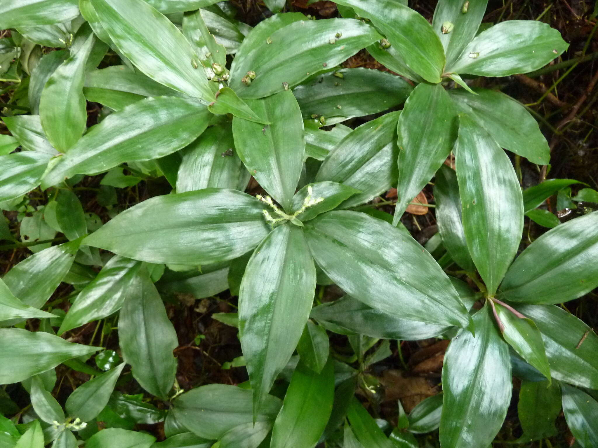 Image of Stanfieldiella imperforata (C. B. Clarke) Brenan