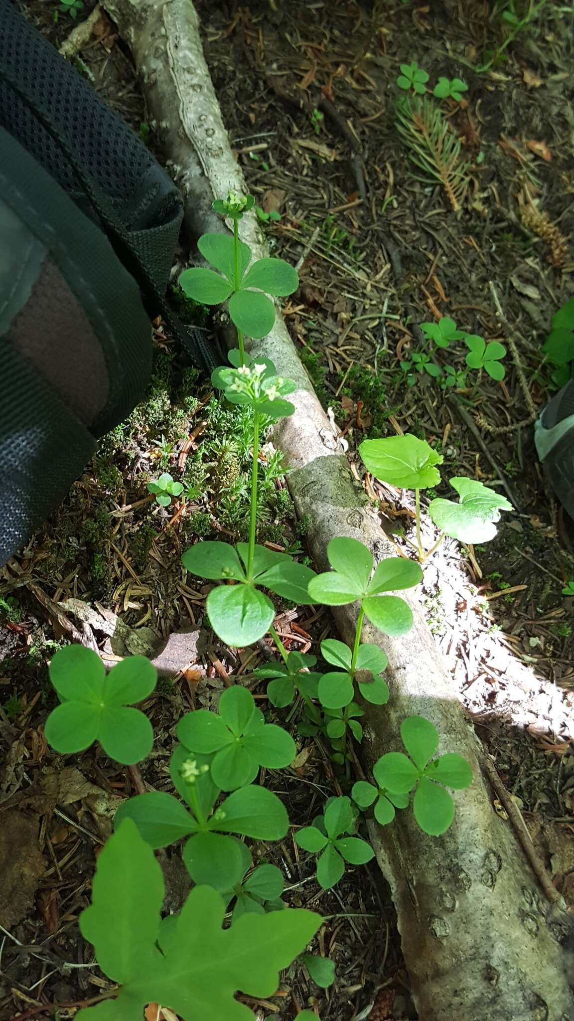 Image of boreal bedstraw