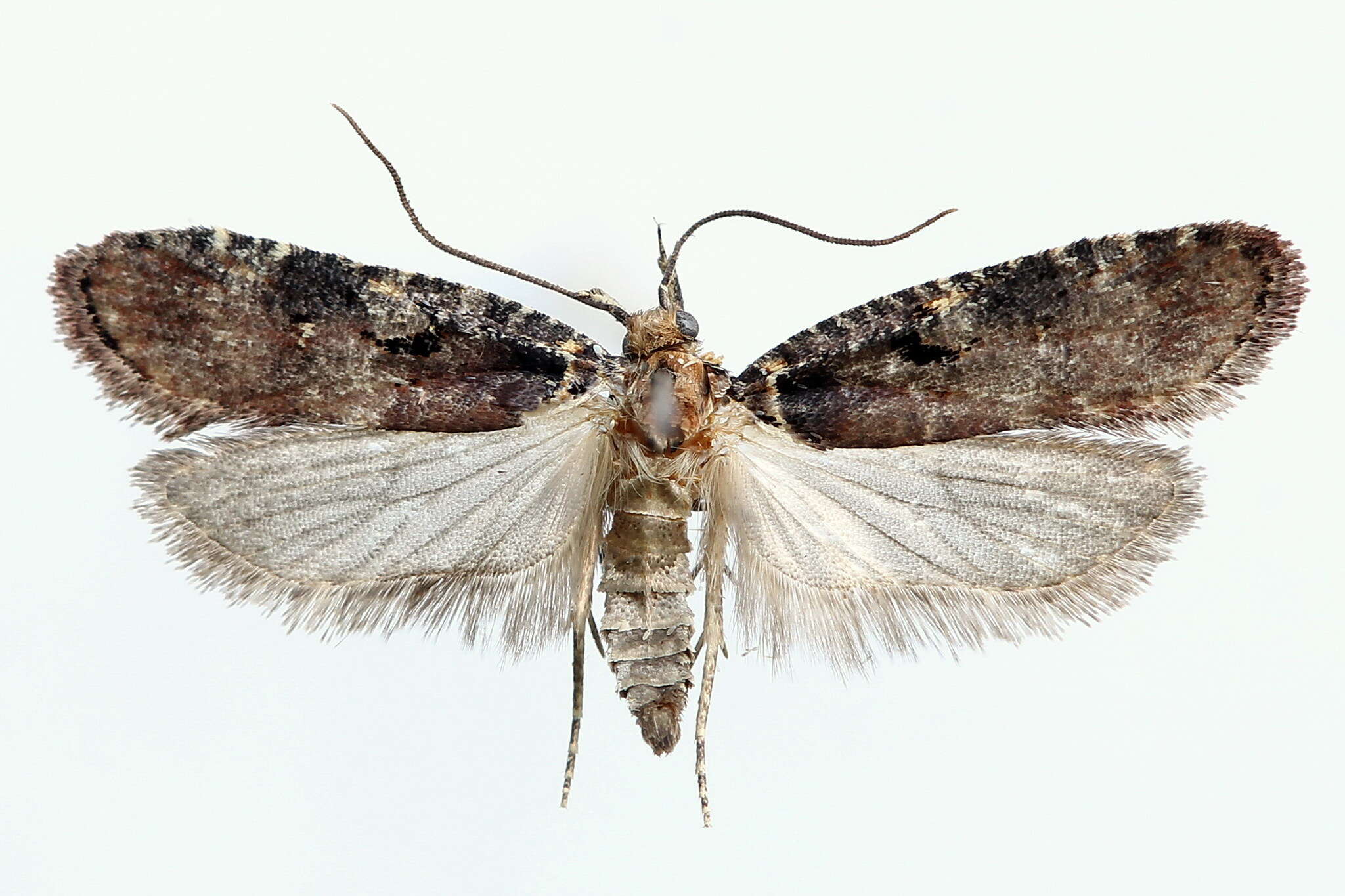 Image of Agonopterix liturosa Haworth 1811