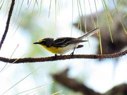 Image of Grace's Warbler