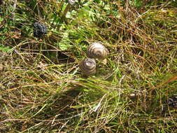 Image of Entoloma perzonatum E. Horak 1973