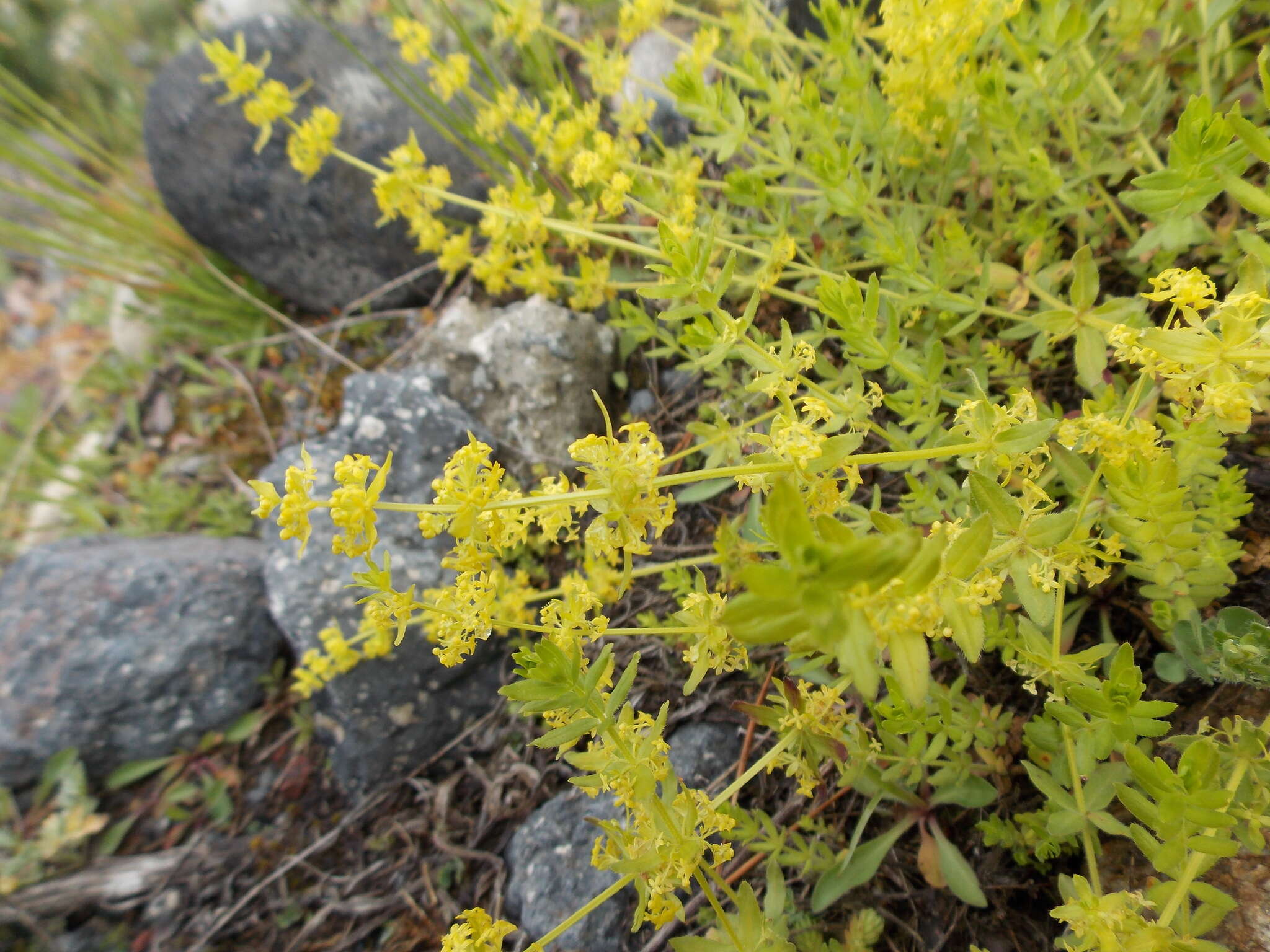 Image of Cruciata taurica subsp. taurica