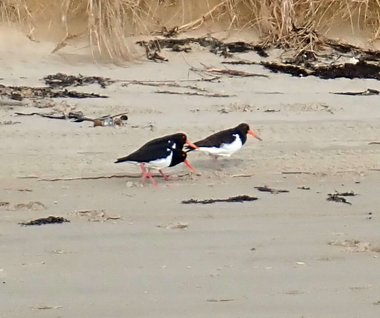 Image of Chatham Island Pied Oystercatcher