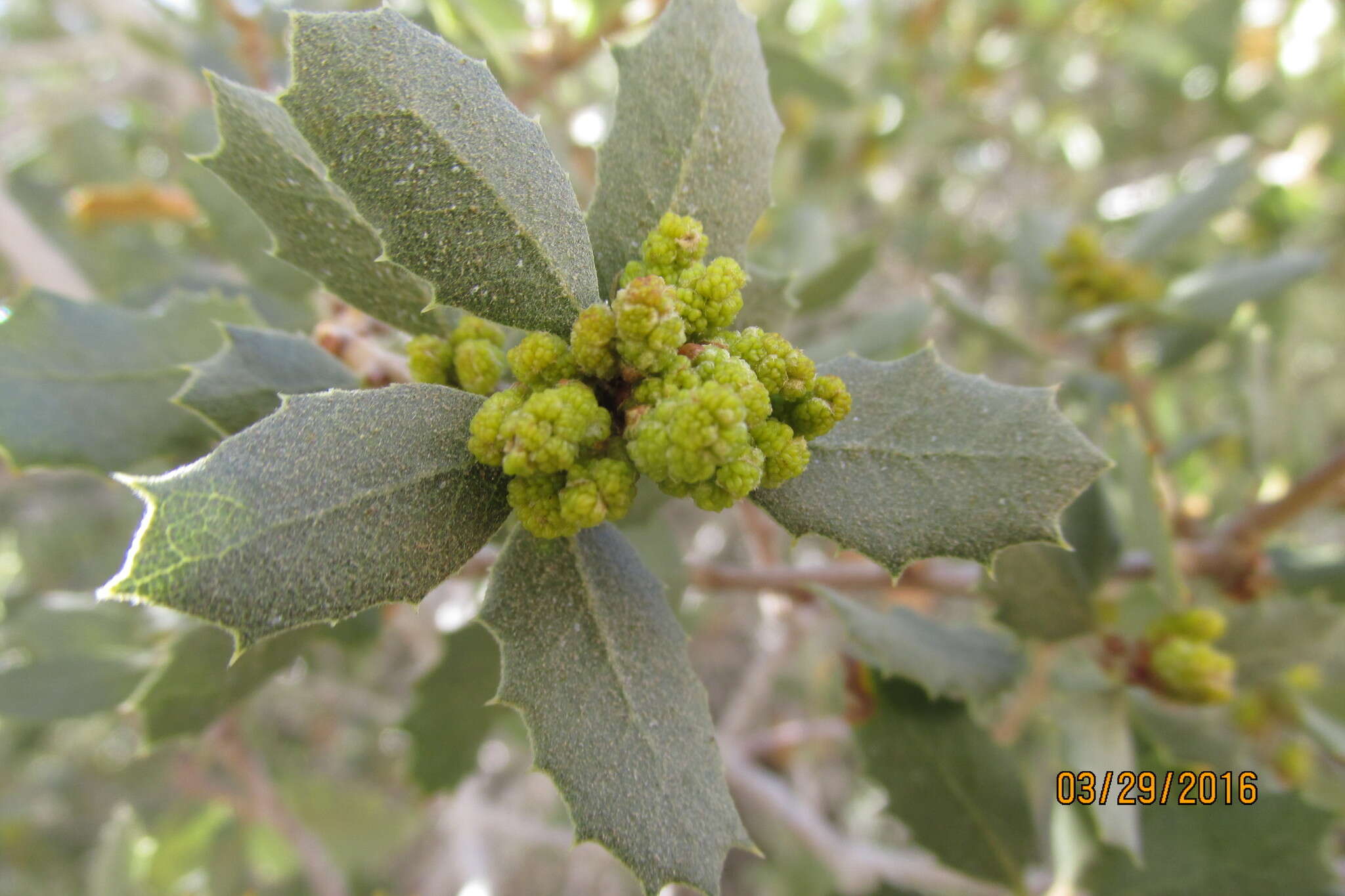 Image of Muller Oak