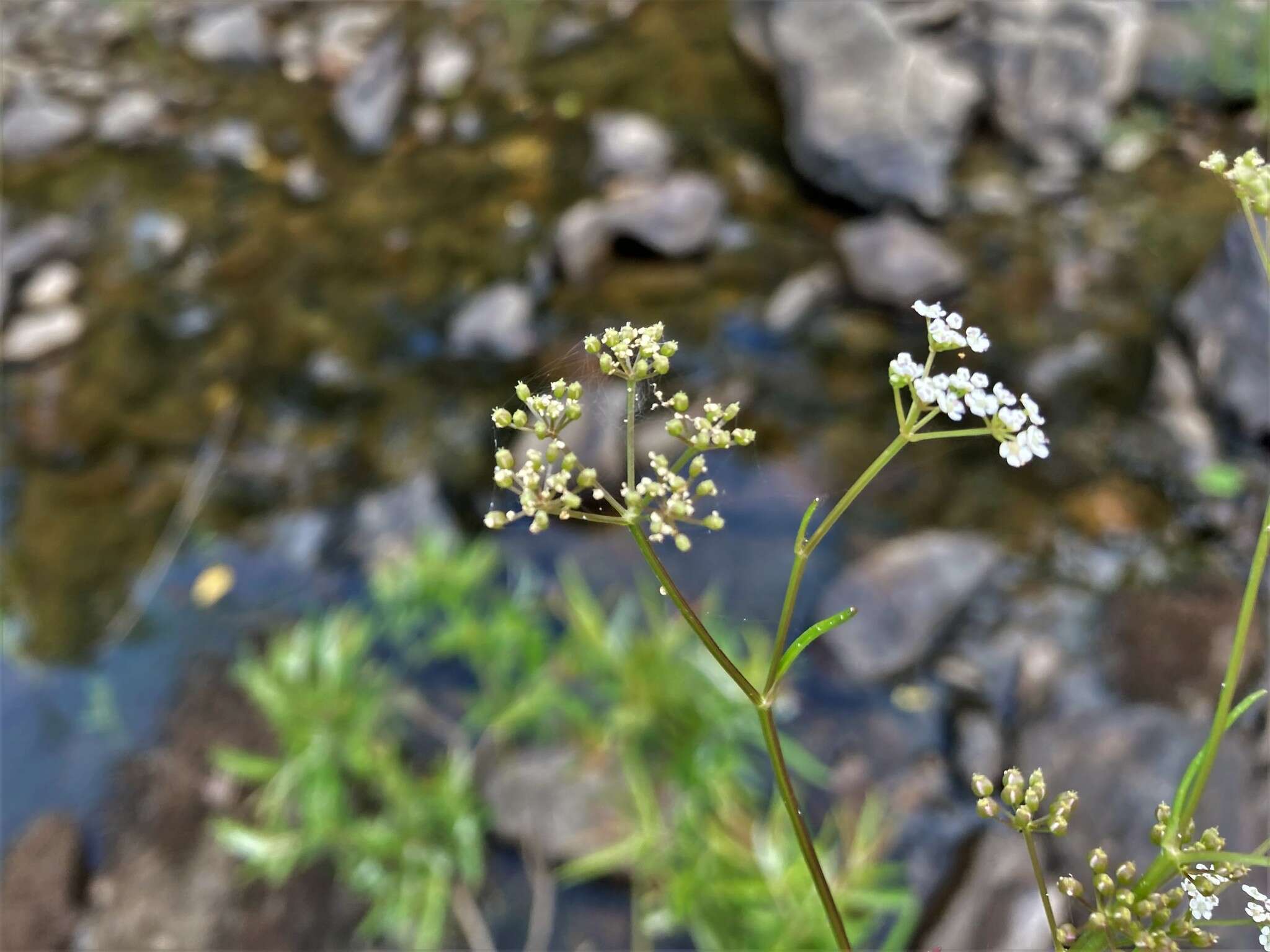 Image of Gulf River Harperella