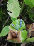 Graphocephala edwardsii (Signoret 1855)的圖片