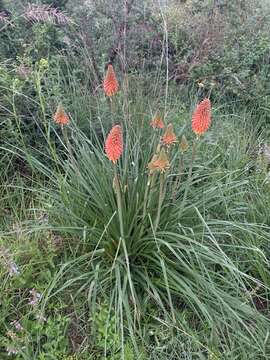 Image of Common red hot poker