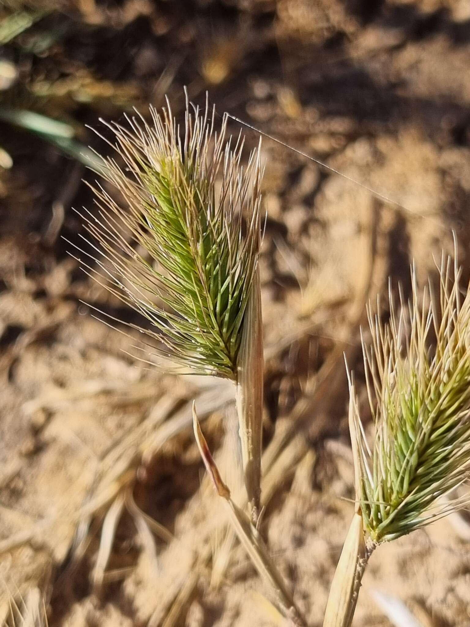 Plancia ëd Hordeum marinum subsp. gussoneanum (Parl.) Thell.