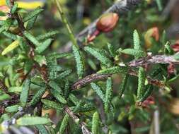 Plancia ëd Hibbertia ericifolia subsp. acutifolia Toelken