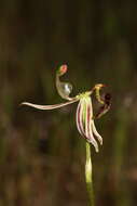 Image of Caladenia drakeoides Hopper & A. P. Br.