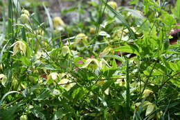 Image of hermitgold clematis