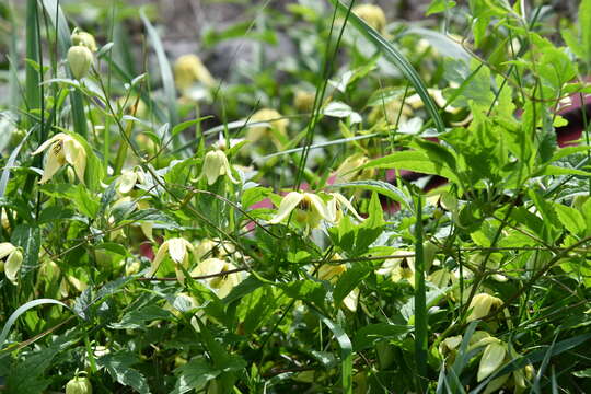 Image of hermitgold clematis