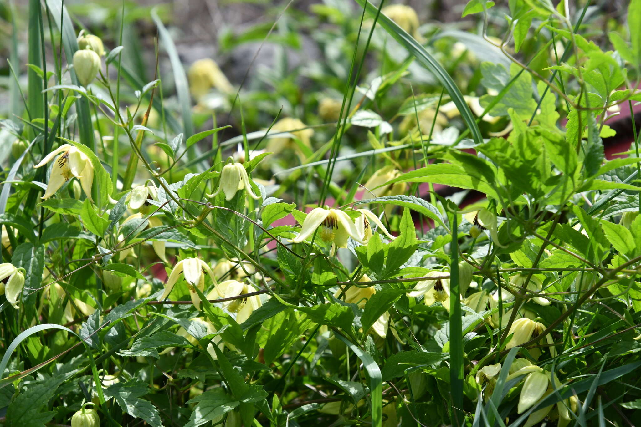 Image of hermitgold clematis