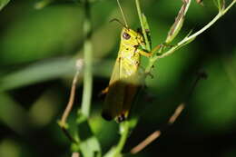 Image of Stethophyma magister (Rehn & J. A. G. 1902)