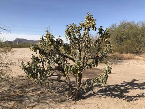 Image of Kelvin pricklypear