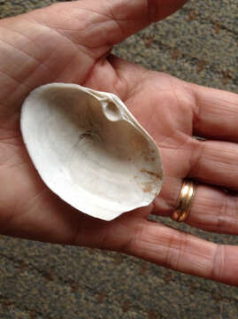 Image of Pacific gaper clam