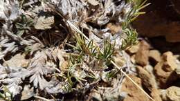 Image of Poa acicularifolia Buchanan