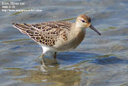 Image of Ruff