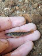 Image of Carolina fantail darter