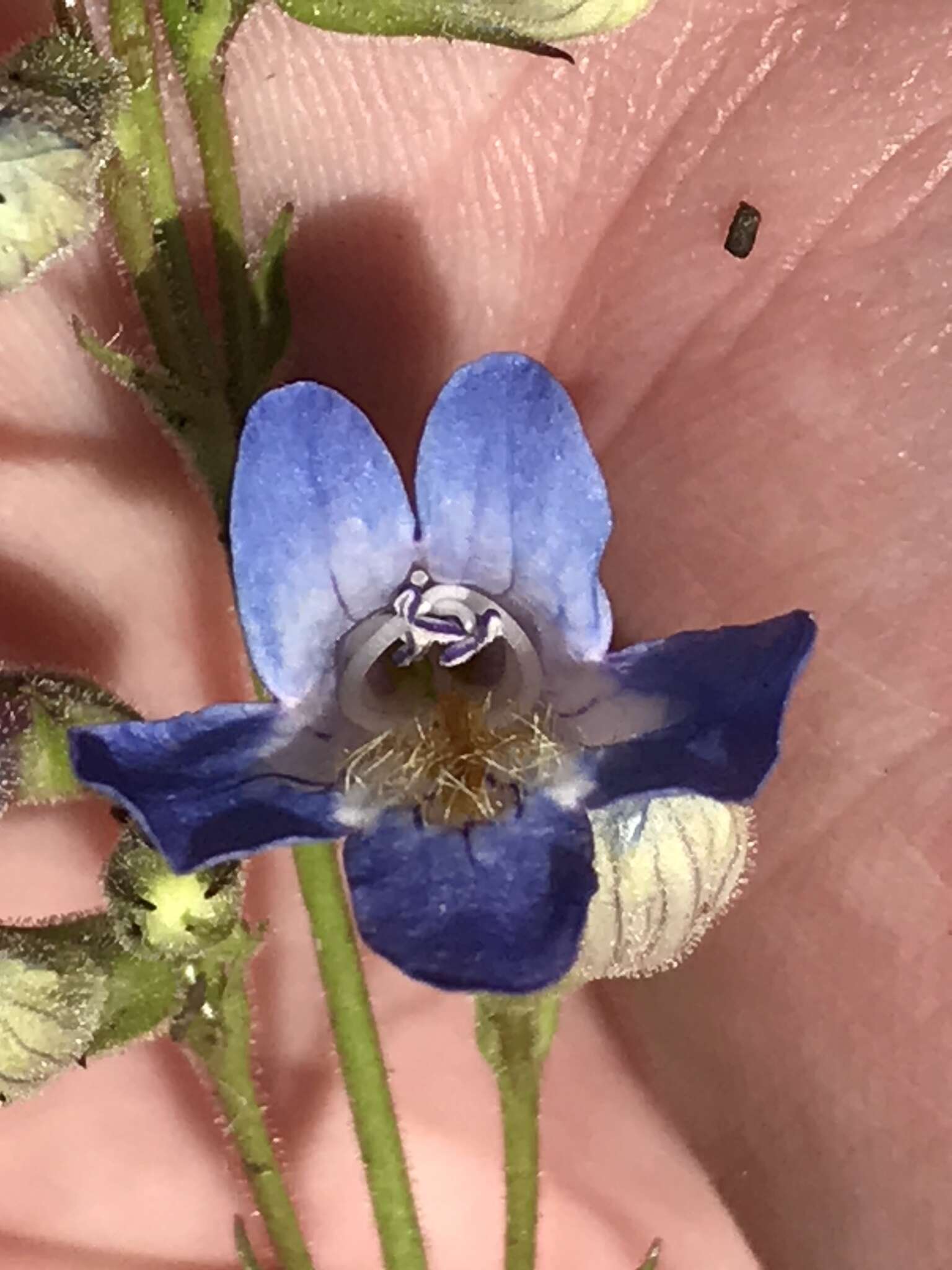 Imagem de Penstemon degeneri Crosswhite