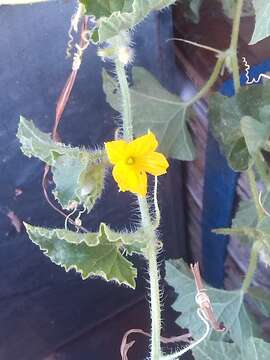 Plancia ëd Austrobryonia argillicola I. Telford