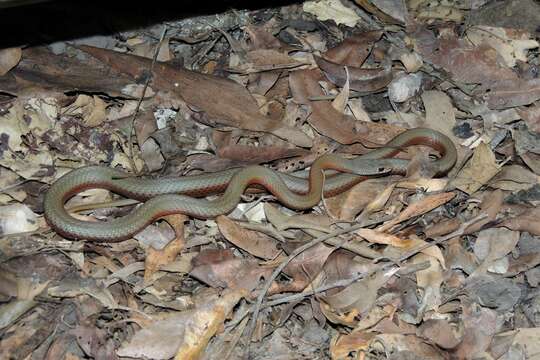 Image of Collared Whip Snake