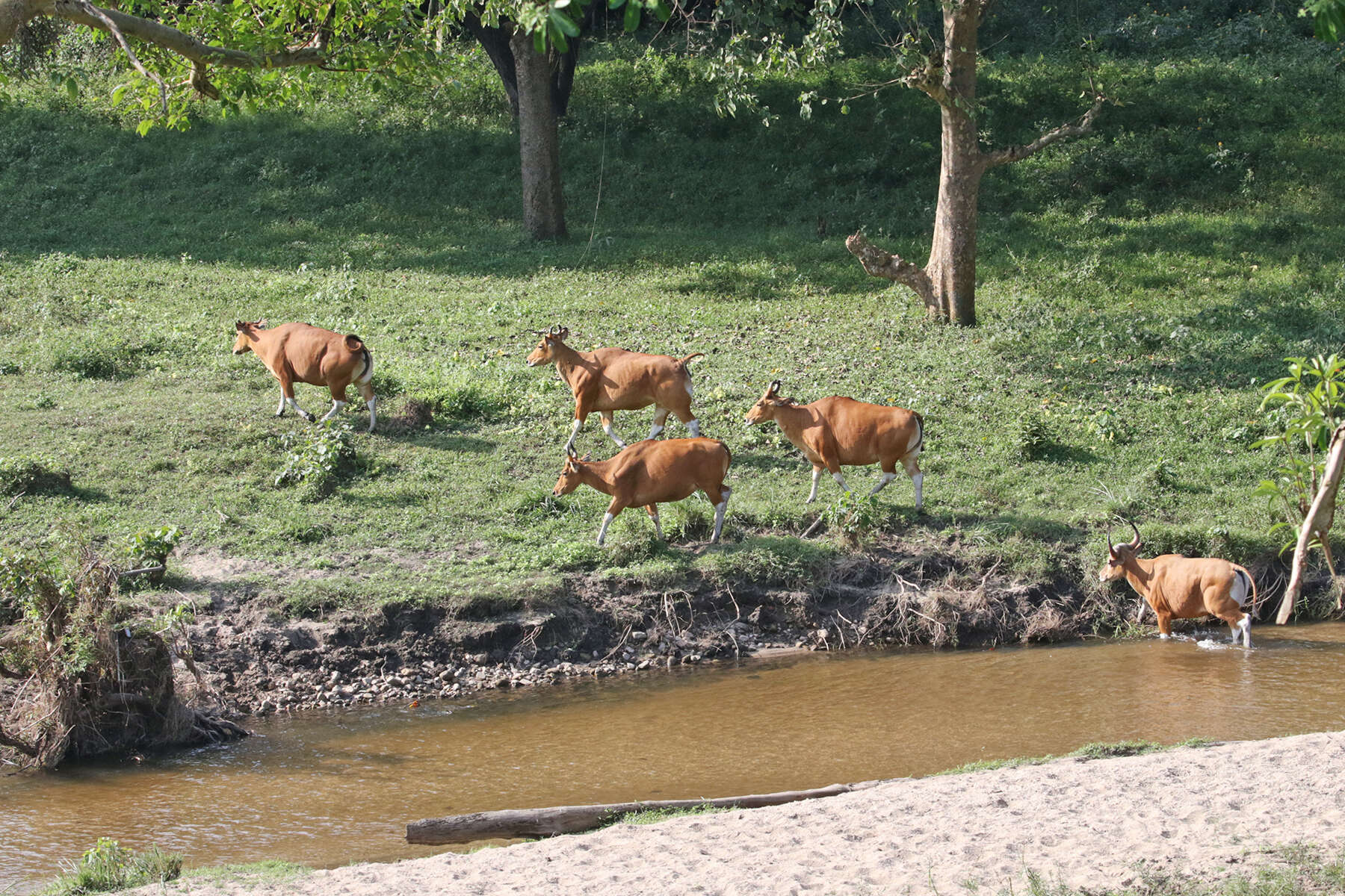 Image of Banteng