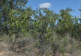 Image of glory wattle