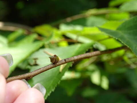 Image of Stictocephala albescens Van Duzee