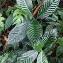 Psychotria calocarpa Kurz的圖片