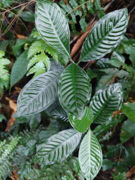 Psychotria calocarpa Kurz的圖片