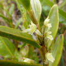 Image of Maxillaria quitensis (Rchb. fil.) C. Schweinf.