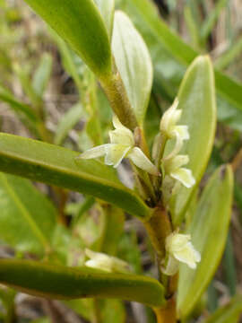 Image of Maxillaria quitensis (Rchb. fil.) C. Schweinf.