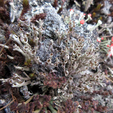 Image de Cladonia cenotea (Ach.) Schaer.