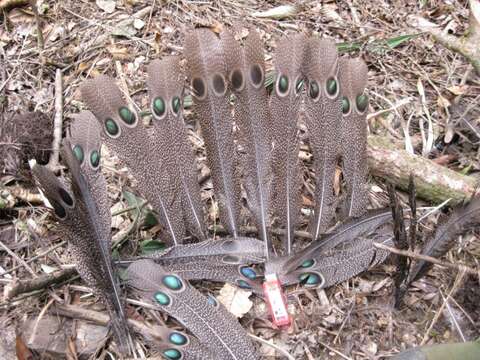 Image of Grey Peacock Pheasant