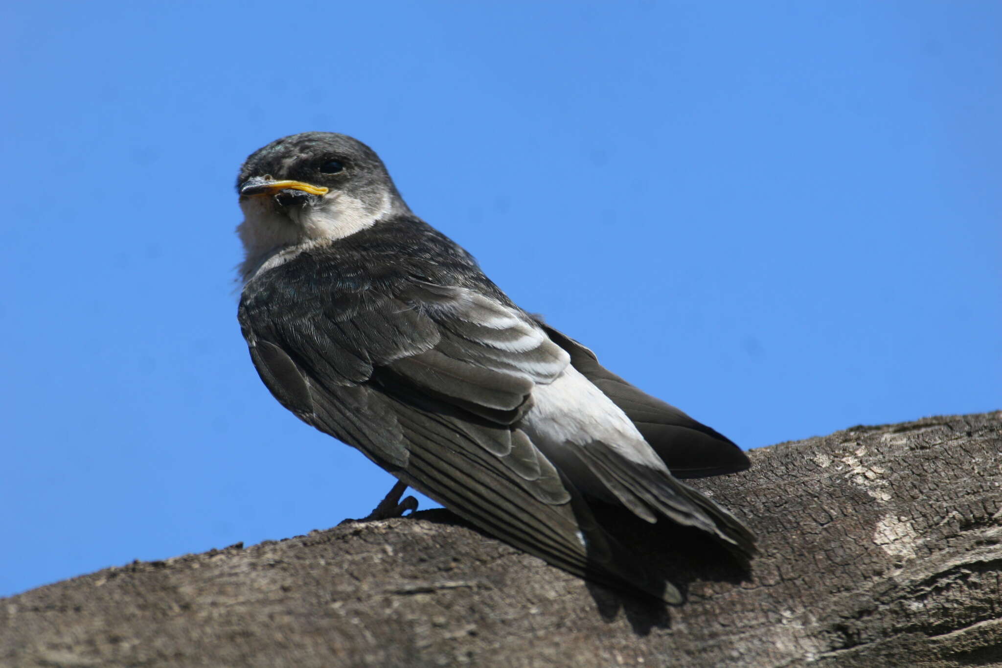 Image of Tumbes Swallow