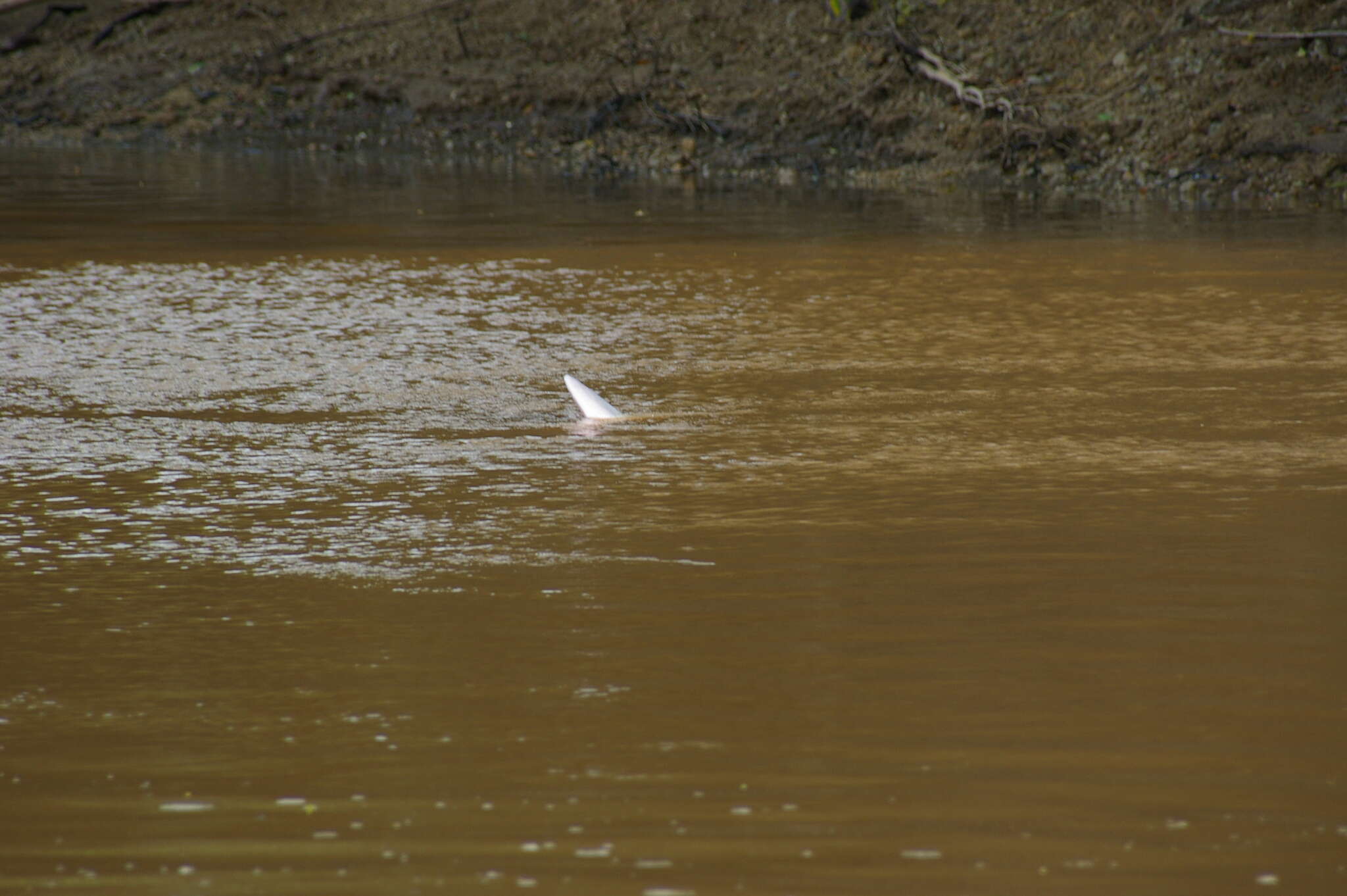 Image of Bolivian river dolphin