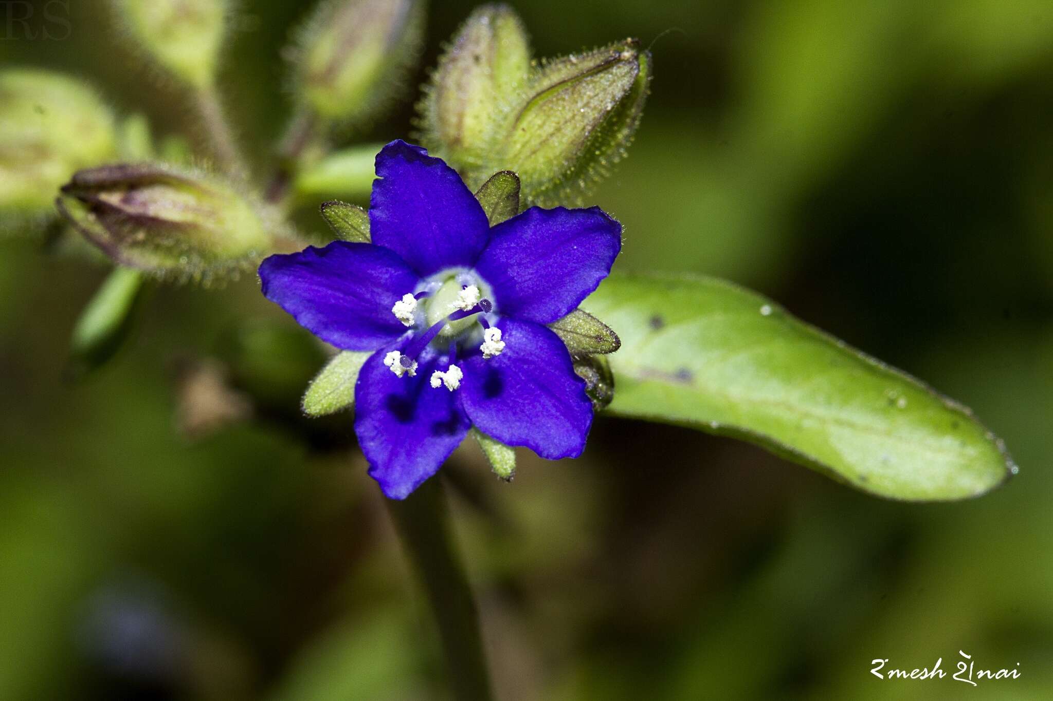 Hydrolea zeylanica (L.) Vahl resmi