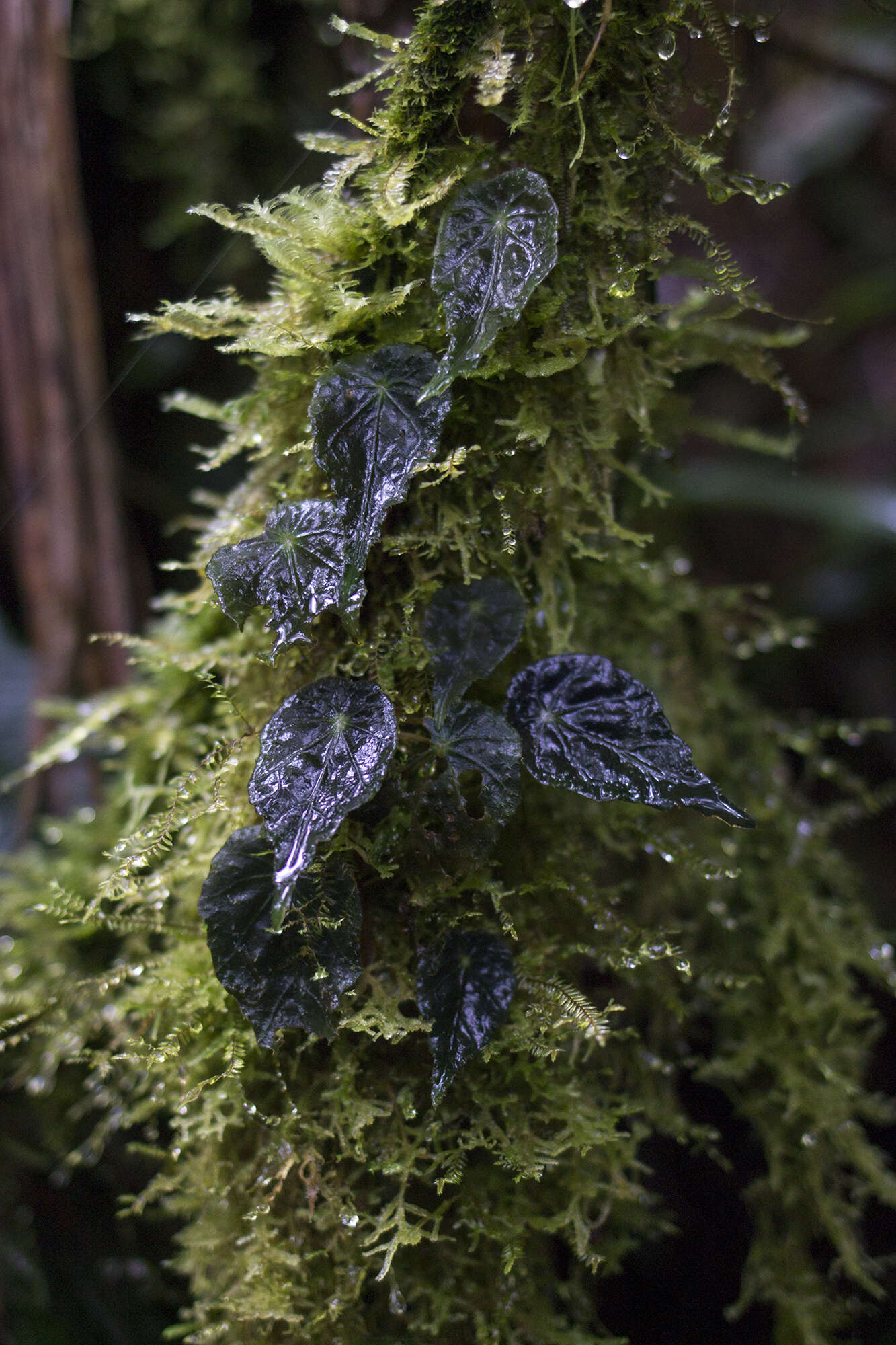 Image of Begonia segregata L. B. Sm. & B. G. Schub.