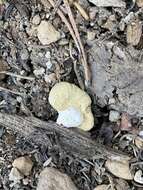 Image of Pholiota nubigena (Harkn.) Redhead 2014