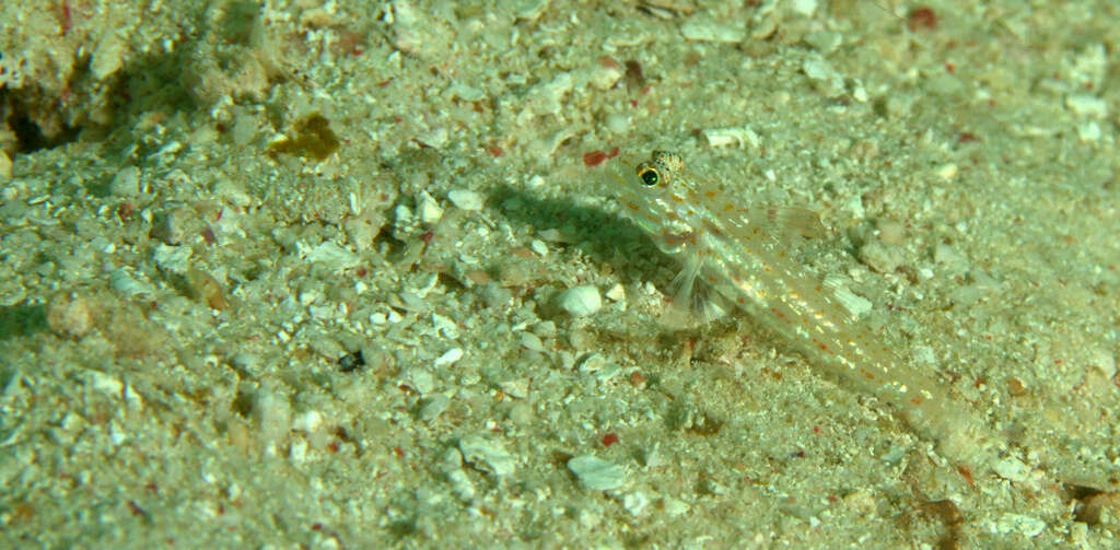 Fusigobius melacron (Randall 2001) resmi