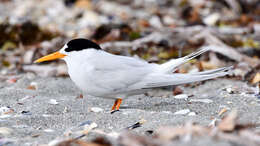 Image of Fairy Tern