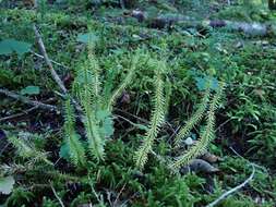Image of western clubmoss