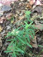 Image of One-Flower Bedstraw