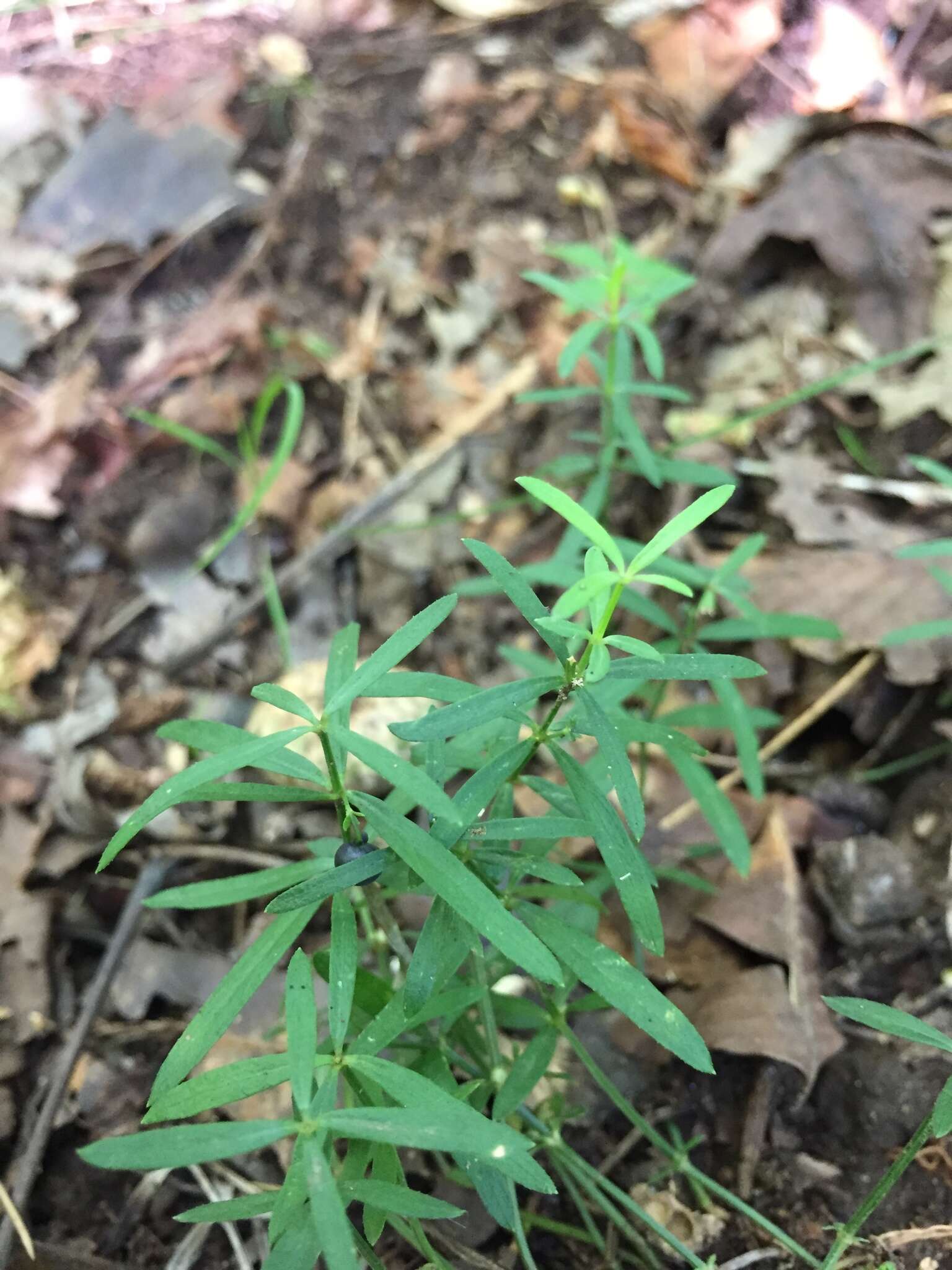 Plancia ëd Galium uniflorum Michx.