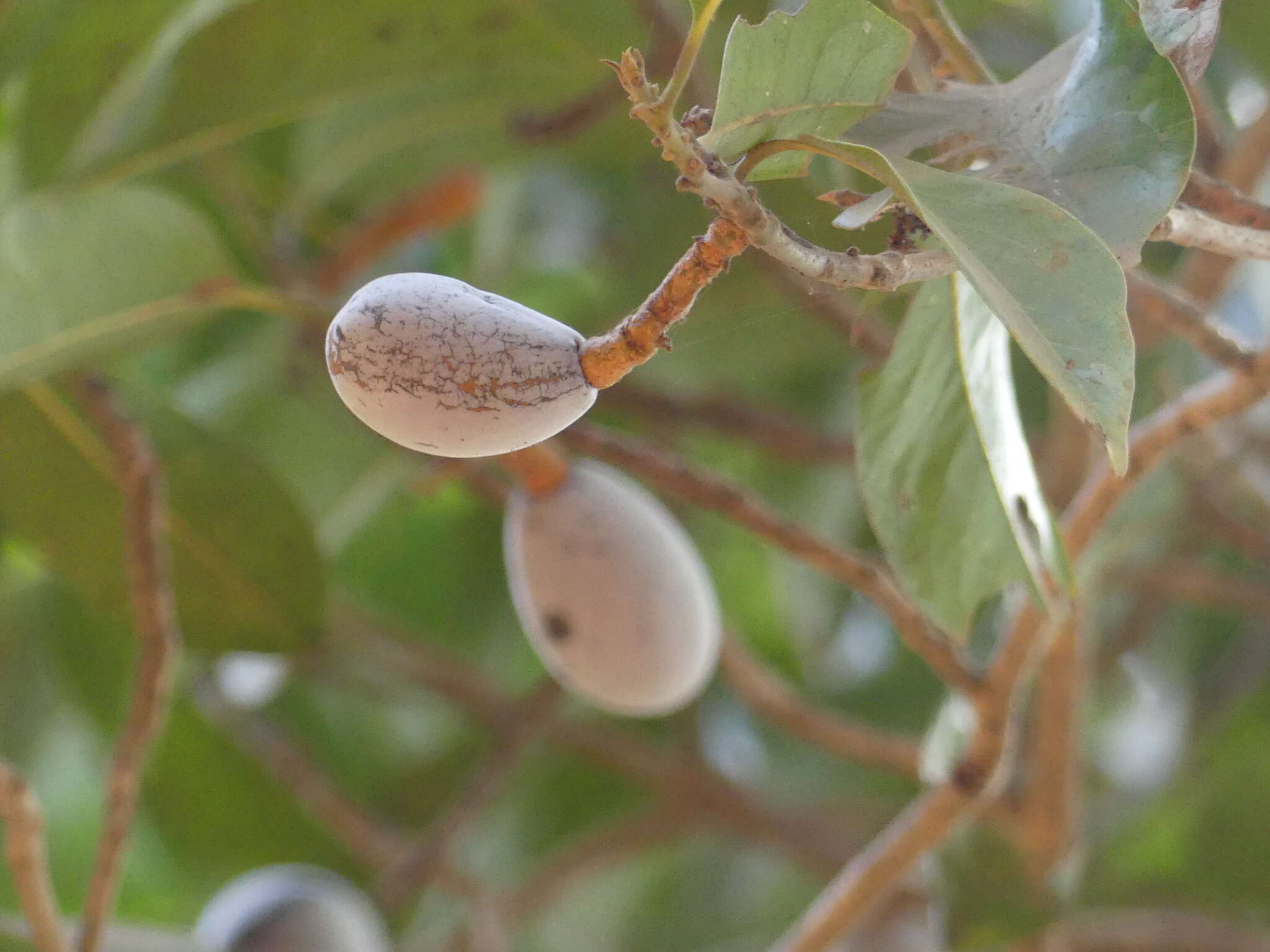 Imagem de Beilschmiedia dalzellii (Meisn.) Kosterm.