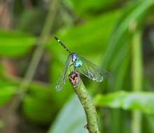 Image of Tetrathemis irregularis cladophila