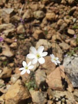 Image of California fairypoppy