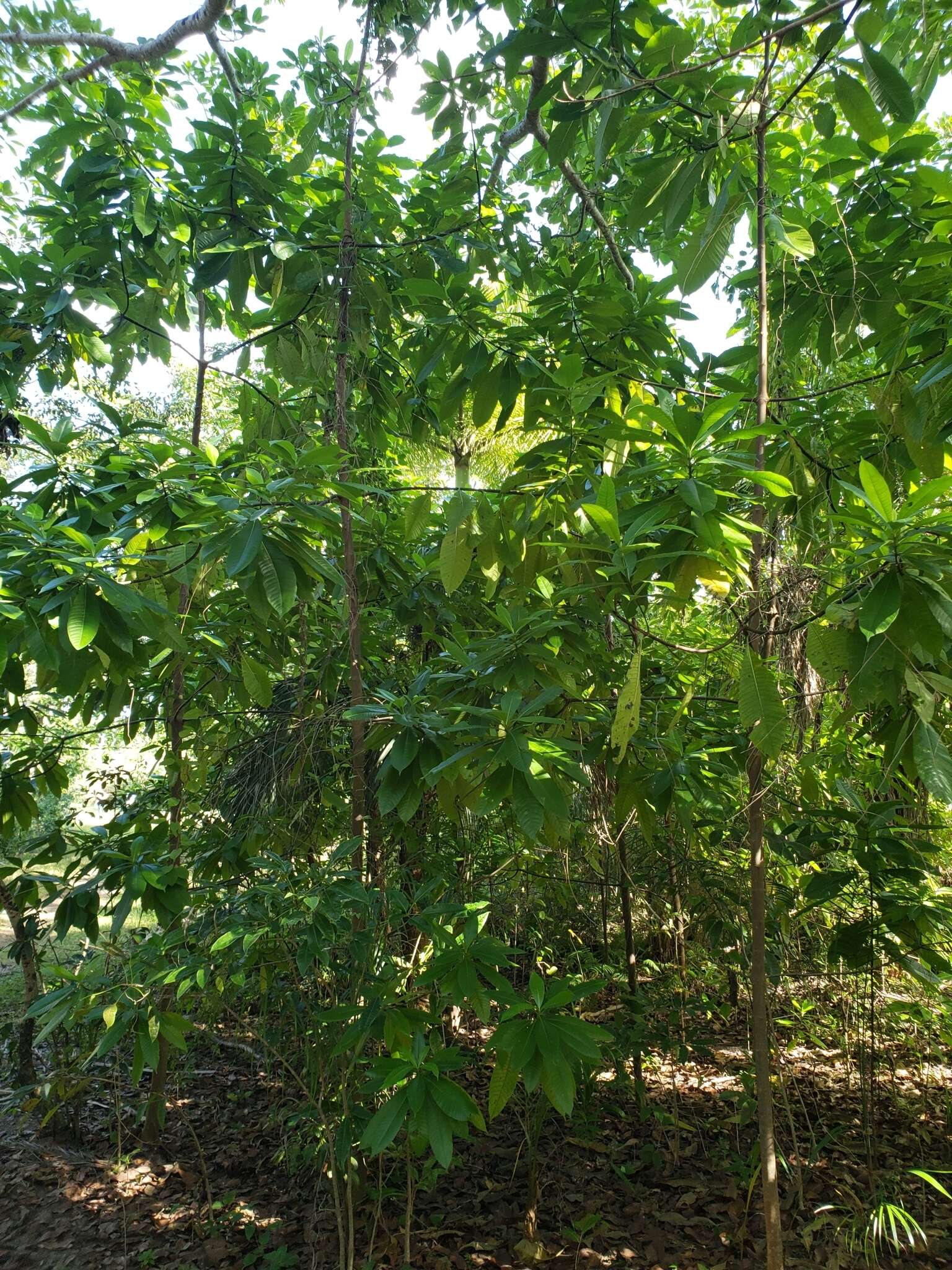 Alstonia macrophylla Wall. ex G. Don resmi